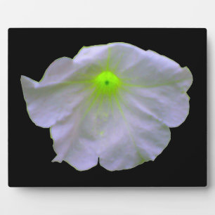 Petunia Green Glow Plaque