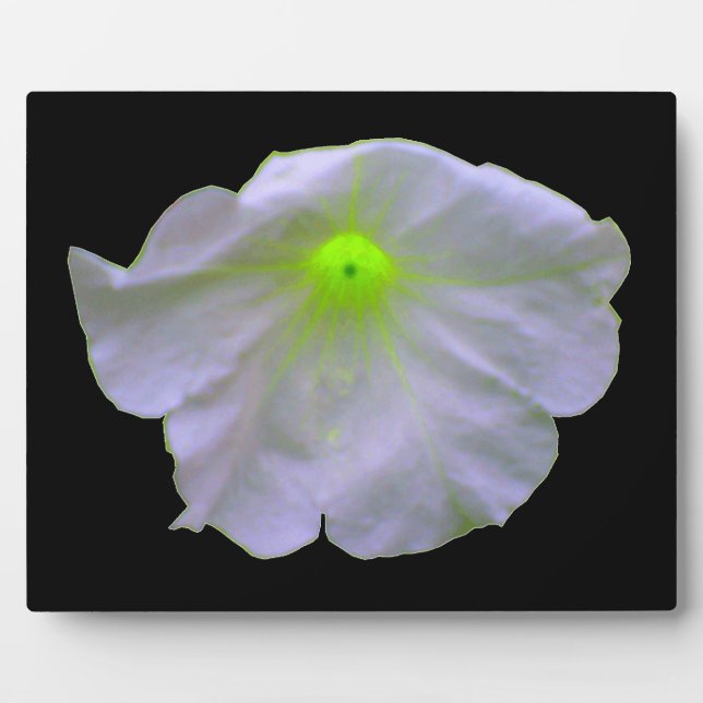 Petunia Green Glow Plaque (Front)