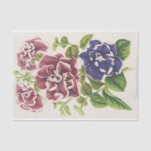 Pétunia Inimitabilis (Hybride), Flore Pleno Tissue Paper
