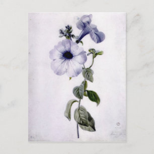 Petunia Postcard