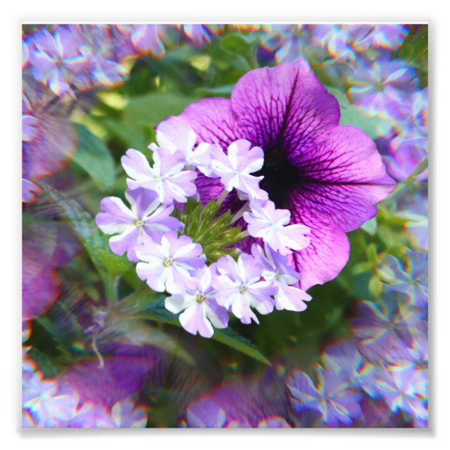 Petunia Purple & White Flowers Photography Print (Front)
