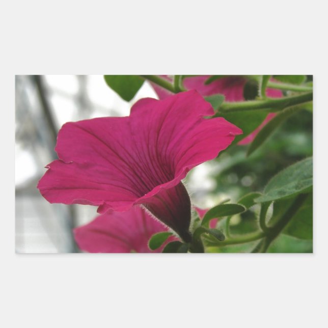 Petunia Rectangular Sticker (Front)