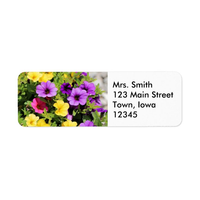 Petunias (Front)