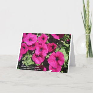 Petunias Holiday Card