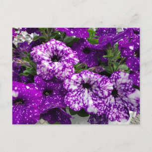 Petunias Postcard