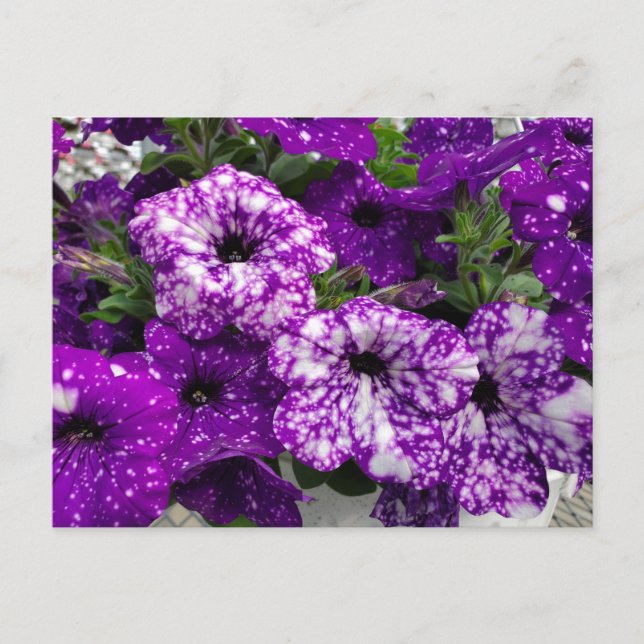 Petunias Postcard (Front)