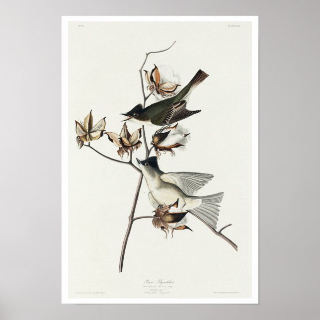 Pewit Flycatcher by Audubon Poster (Front)