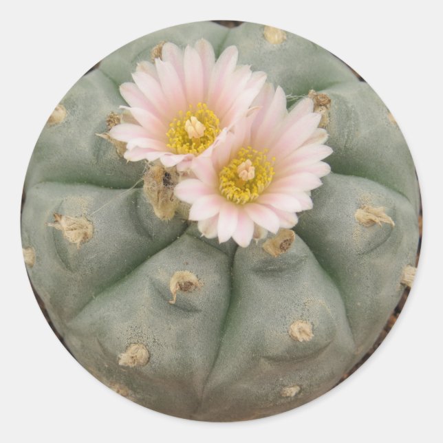 Peyote in Bloom sticker (Front)