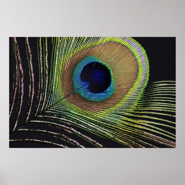 Pfauenfeder Poster (Front)