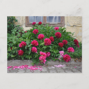 Pfingstrosen Postcard