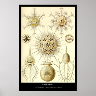 Phaeodaria – Plate 1-Kunstformen der Natur Poster