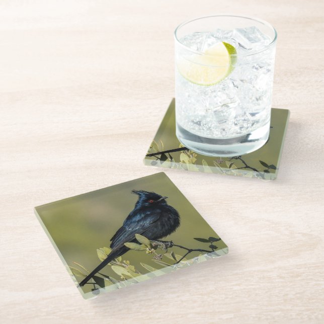 Phainopepla Glass Coaster (Angled)