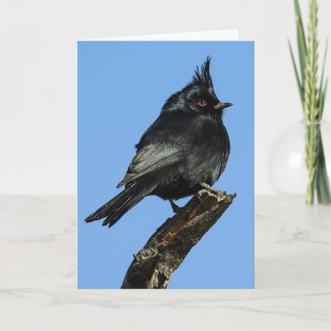 Phainopepla Notecard (Front)