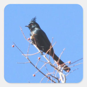 Phainopepla Stickers
