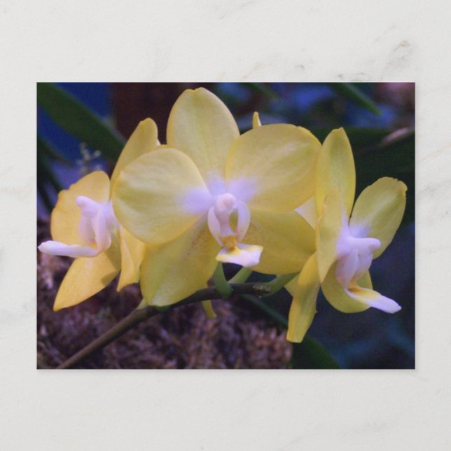 Phalaenopsis butterfly  orchid postcard (Front)