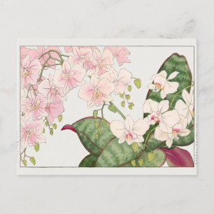 Phalaenopsis by Tanigami Konan Postcard