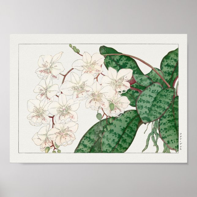 Phalaenopsis by Tanigami Konan Poster (Front)