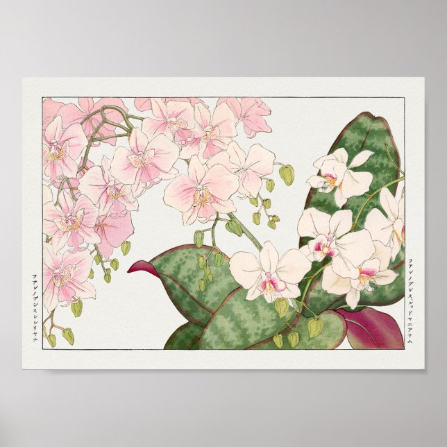 Phalaenopsis by Tanigami Konan Poster (Front)