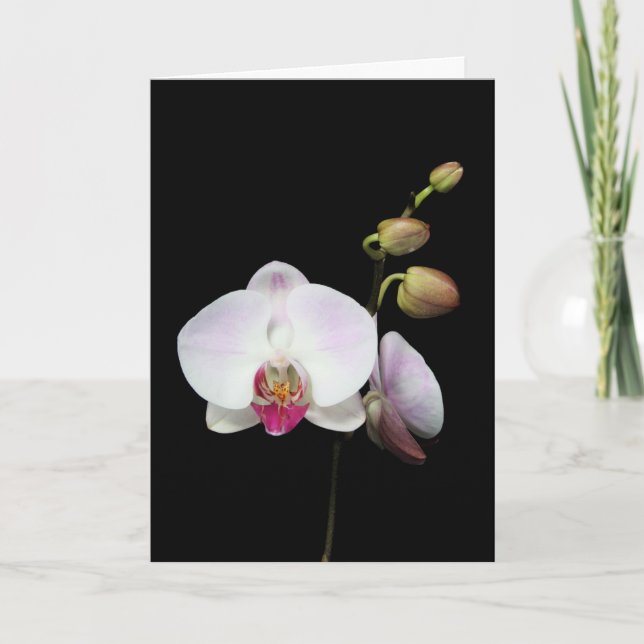 "Phalaenopsis" Card (Front)