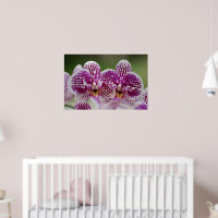 Phalaenopsis Elegance