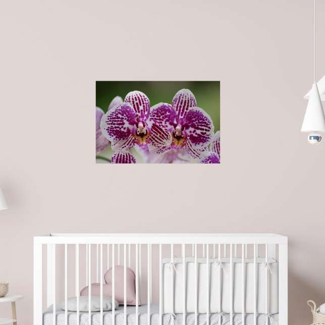 Phalaenopsis Elegance Poster (Nursery 2)