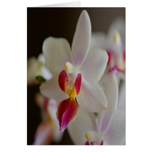 Phalaenopsis Orchid (Front)