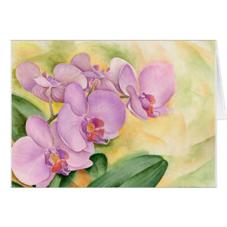 Phalaenopsis Orchid Flowers - Multi