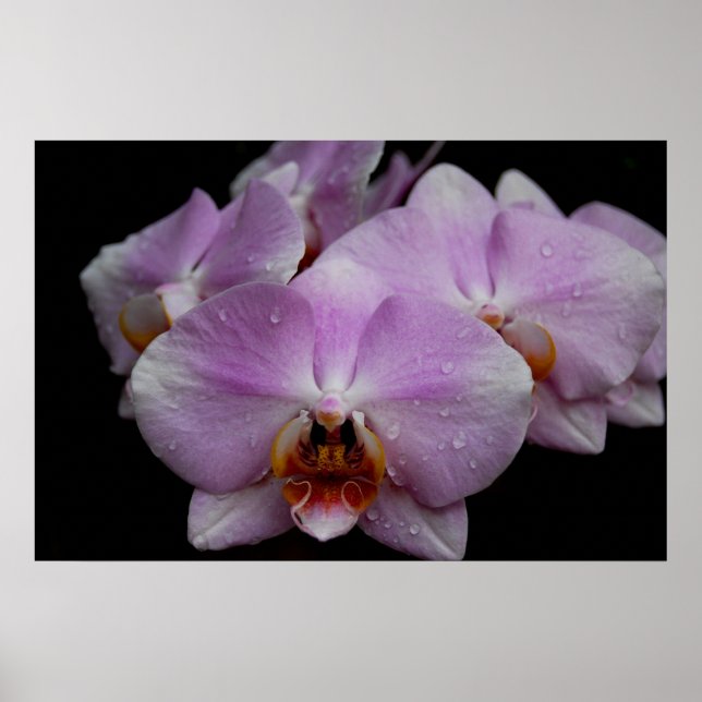 Phalaenopsis Orchids Poster (Front)