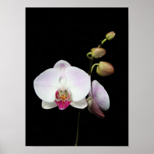 "Phalaenopsis" poster