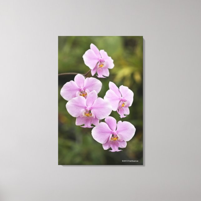 Phalaenopsis Schilleriana Canvas Print (Front)
