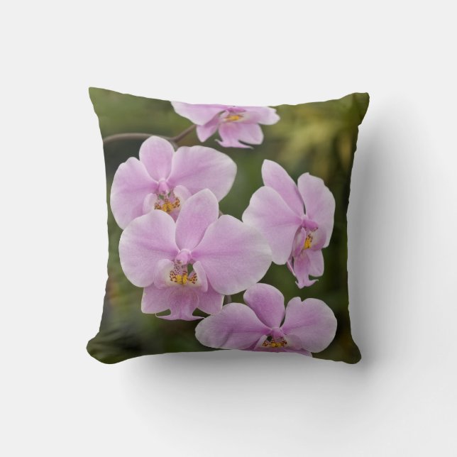 Phalaenopsis Schilleriana Cushion (Front)