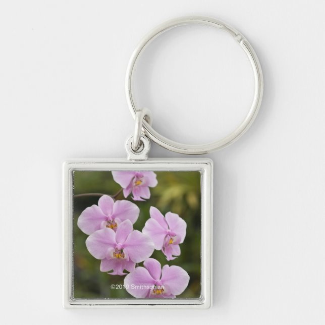 Phalaenopsis Schilleriana Key Ring (Front)