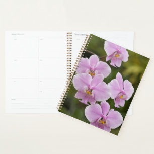 Phalaenopsis Schilleriana Planner