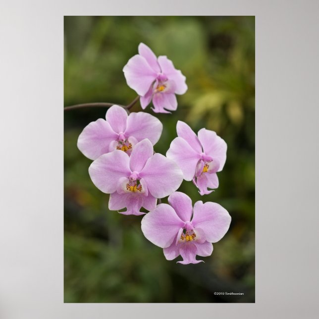 Phalaenopsis Schilleriana Poster (Front)