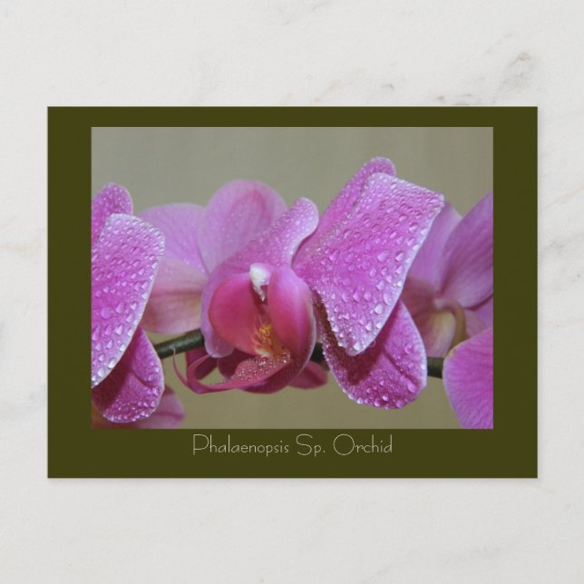 Phalaenopsis Sp. Orchid Postcard (Front)