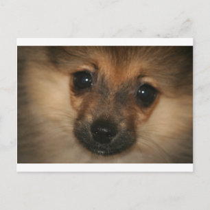 Phantom Dog Postcard