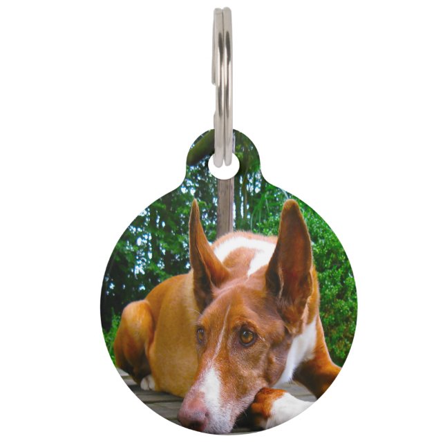 Pharaoh Hound Dog. Pet Tag (Front)
