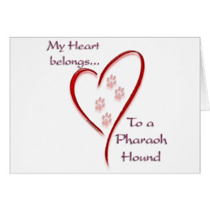 Pharaoh Hound Heart Belongs