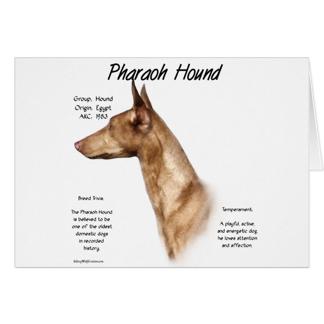 Pharaoh Hound History Design (Front Horizontal)