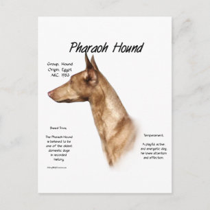 Pharaoh Hound History Design Postcard