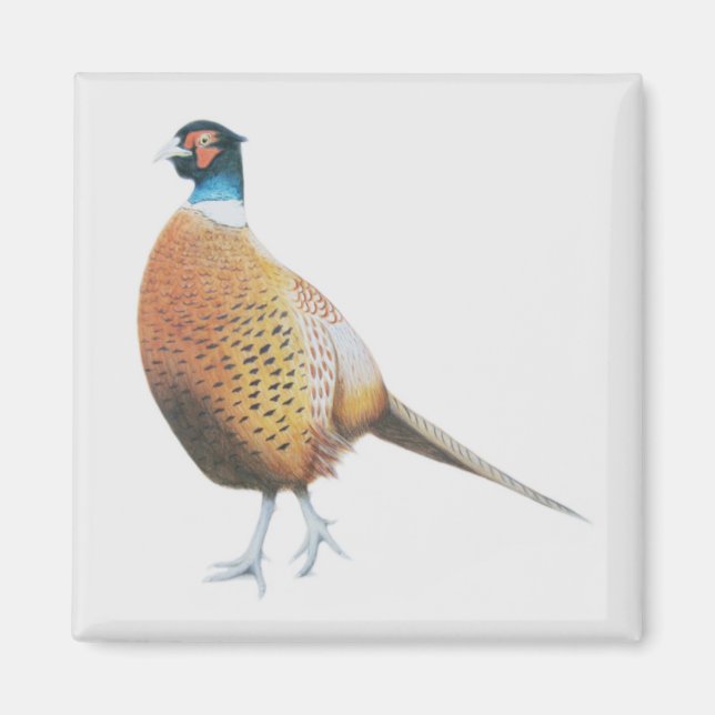Pheasant 2012 magnet (Front)