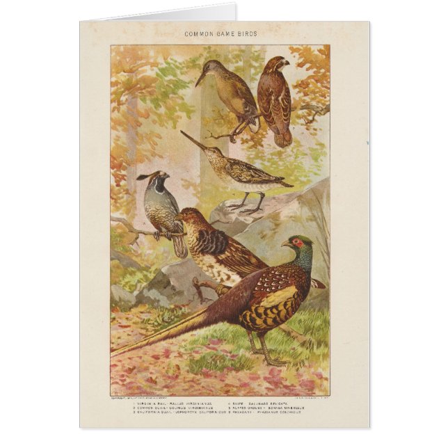 Pheasant and Game All Occasion Blank Greeting (Front)