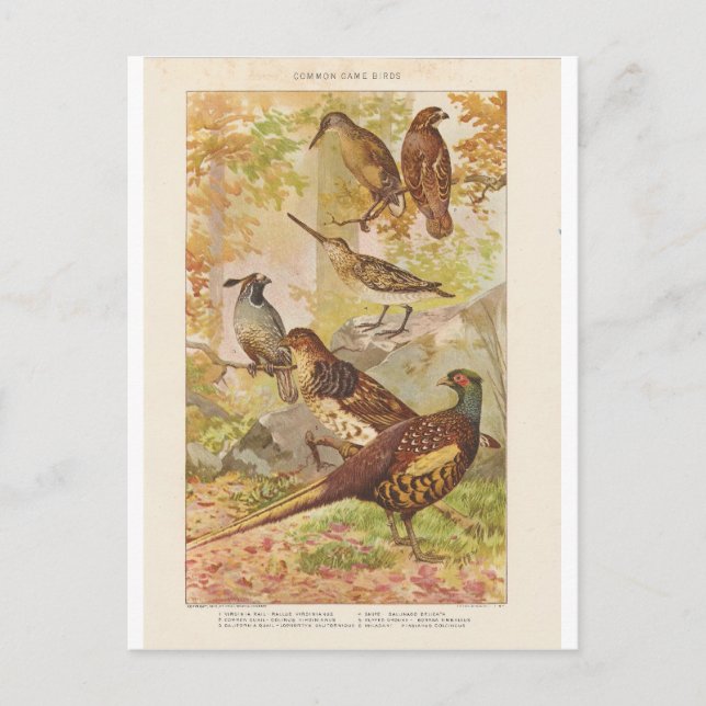 Pheasant and Other Game Postcard (Front)