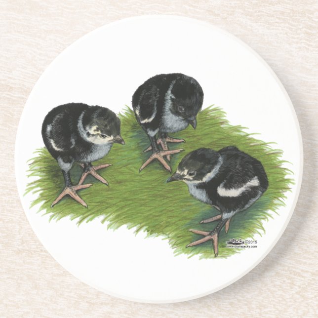 Pheasant Black Chicks Coaster (Front)