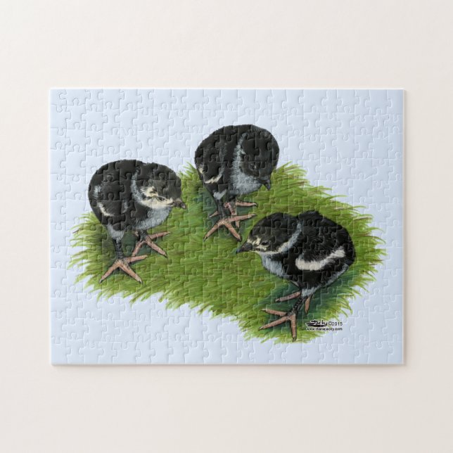 Pheasant Black Chicks Jigsaw Puzzle (Horizontal)