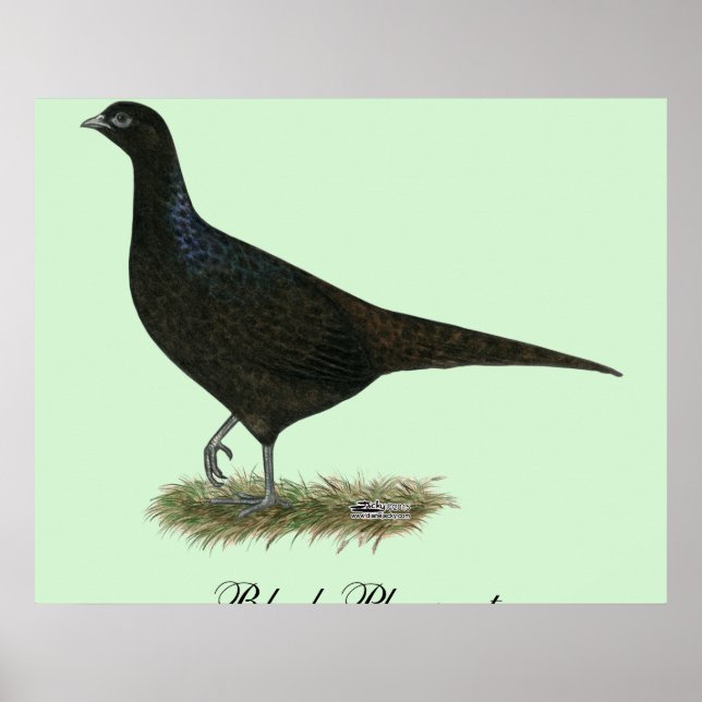 Pheasant Black Hen Poster (Front)