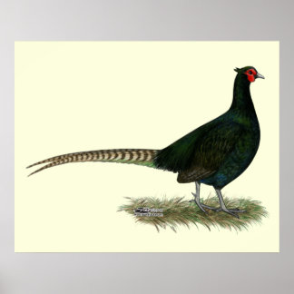 Pheasant Black Rooster Poster