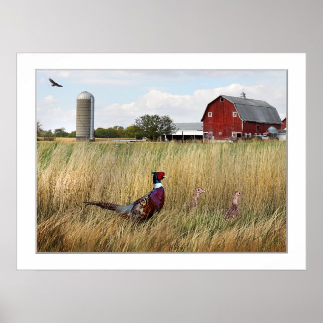 Pheasant Farm Poster (Front)