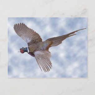 Pheasant In Flight Postcard