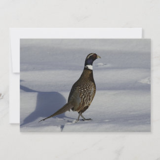 Pheasant In The Snow  - Flat Greeting Card